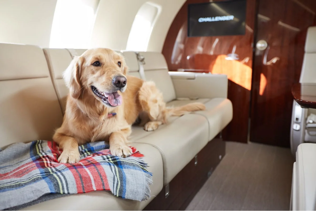 Golden retriever traveling inside a private jet cabin
